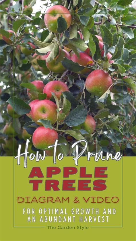 Apple Tree Pruning Guide 的图像结果