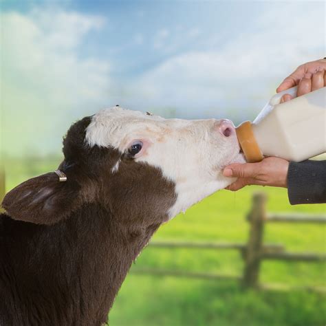 Milk Replacer for Animals | Manufactures of Nutritious Milk Substitute