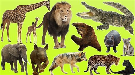 Image result for Normalize Graph