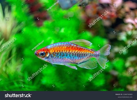 Tetra Fish Species