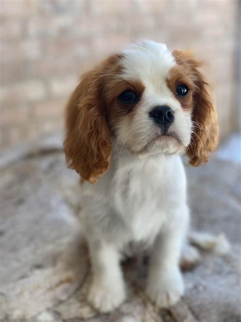 Cavalier King Charles Spaniel Puppies For Sale