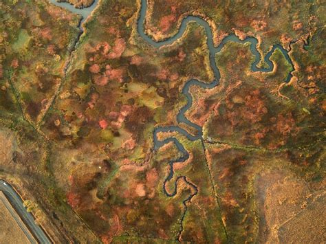 Swamp Aerial View 的图像结果