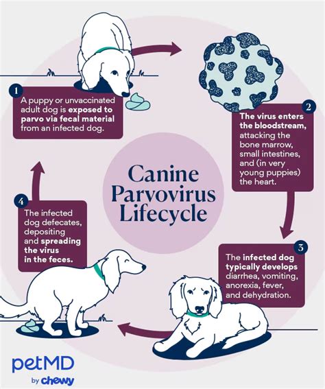 Can Vaccinated Dogs Carry Parvo? - TheDogFolk