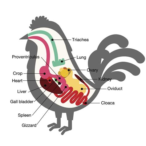 Parts Of The Digestive System Of A Chicken at Denise Feliciano blog