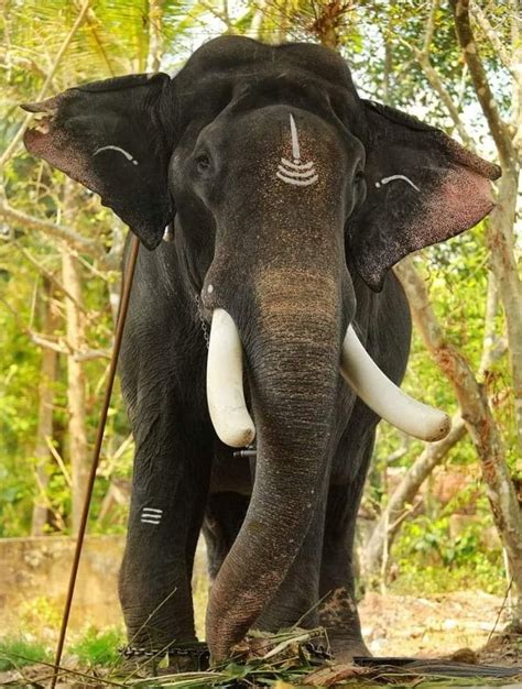 Elephants in Kerala - Famous Kerala Elepahnts - Hi Kerala Travel Guide