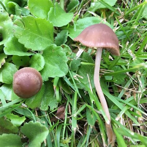 Slåtterbroking - Torsebro Svamp - Dagens svamp - Panaeolina foenisecii - Gräsmattor