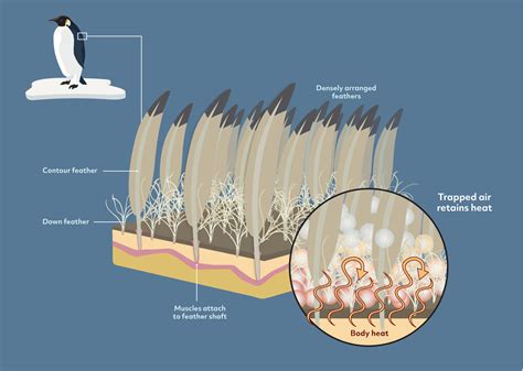 Penguin Feathers Magellanic Penguins | June Keyes Penguin Habitat