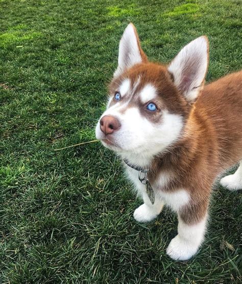 Dark Red Siberian Husky Puppies