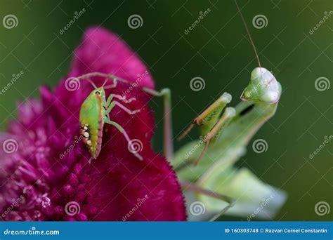 Praying Mantis Hunting 的图像结果