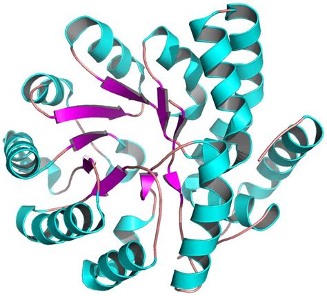 Dihydrodipicolinate synthase( PDB id: 2PCQ )