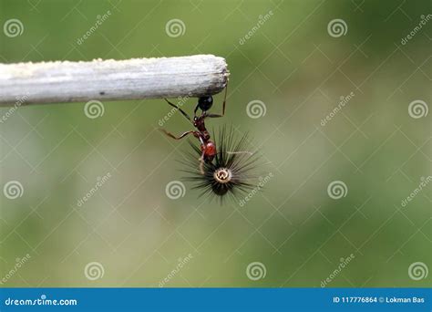 Strong and Hard-working Ant Carries Seeds Stock Photo - Image of weight ...