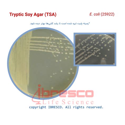 Tryptic Soy Agar (TSA) | تریپتیک سوی آگار | ibresco
