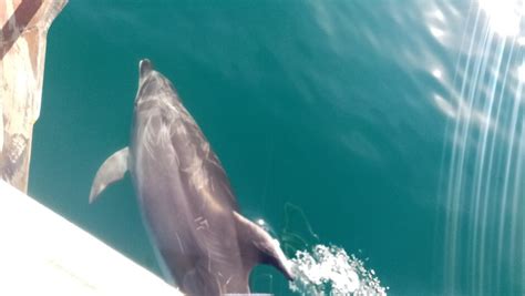 Ataahua Cruises | Activities & Day Trips in Northland & Bay of Islands ...