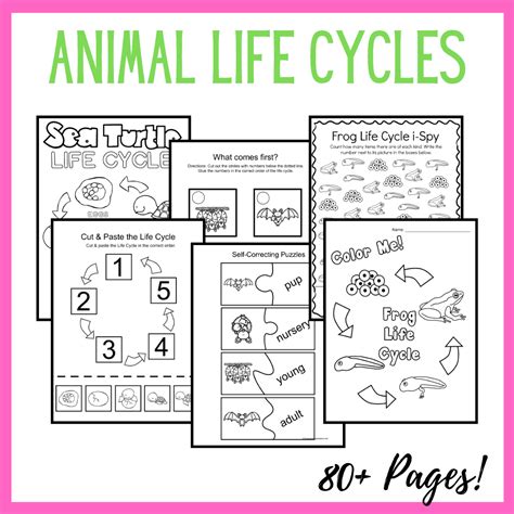 Life Cycle of Animals – Homeschool Preschool Shop