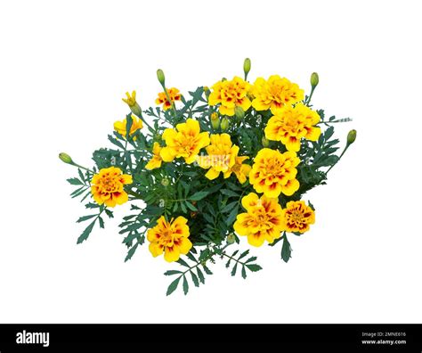 Marigold flowers (Tagetes erecta, Aztec, African marigold flower ...