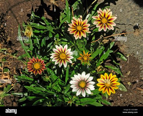 Gazanias Gazania rigens Stock Photo - Alamy