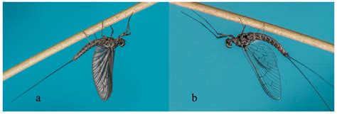 Mayflies (Ephemeroptera) and Their Contributions to Ecosystem Services