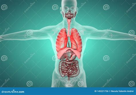 3D Human Male X-ray Digestive System. Stock Illustration - Illustration of liver, medicine ...