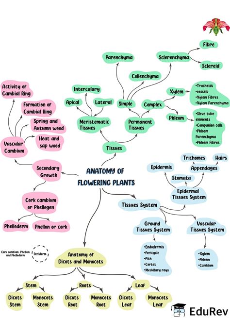 Mind Map: Anatomy of Flowering Plants - Biology Class 11 - NEET PDF ...