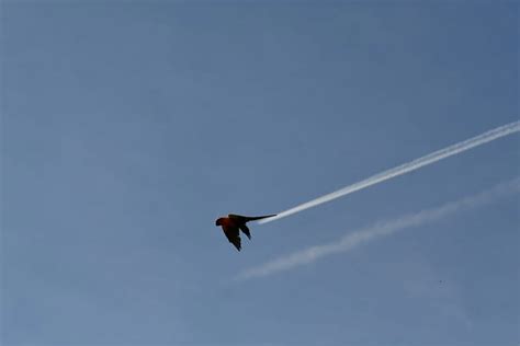 Image result for Bird Fail