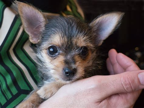 Chihuahua/Yorkie Yorkshire Terrier Mix