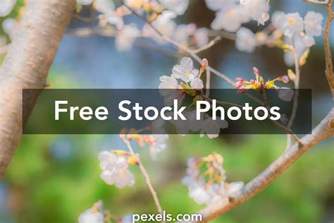 Image result for Free Spring Desktop Backgrounds