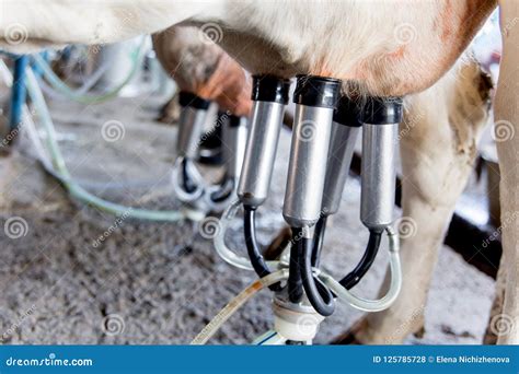 Cow Milking Facility and Mechanized Milking Equipment. Dairy Farm Stock ...