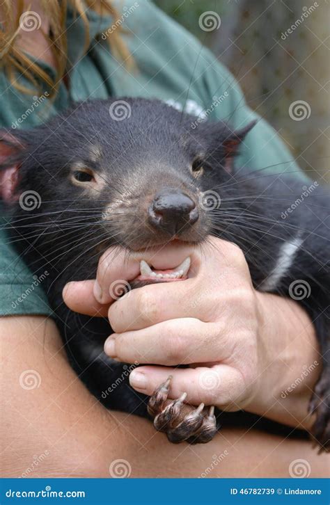 Tasmanian Devil Held by Keeper, Protected, Comforted Stock Image ...