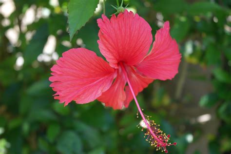 Flower I found in Punta Can, Dominican Republic | Dominican Republic ...