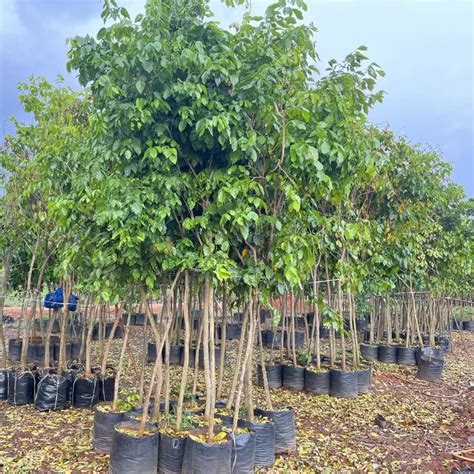 Best Pongamia Pinnata Tree Plants Nurseries In Kadiyam India Karanja ...
