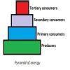 Ecological pyramids and its types diagram - Brainly.in