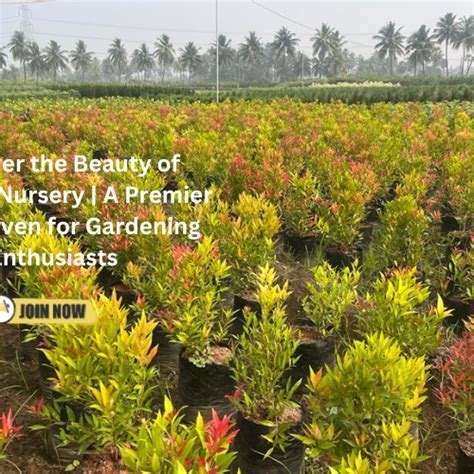 Best Gardening Tips | News and Care — Tagged "indoor plants for sale ...