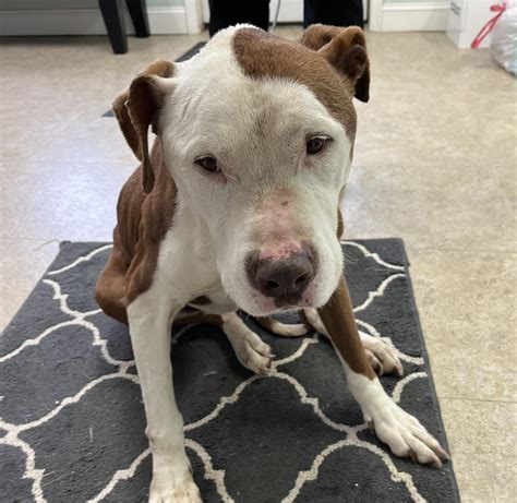 Image result for Apollo Pest Control