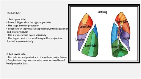 BRONCHOPULMONARY SEGMENTS RADIOLOGY AND IMAGING | PPTX