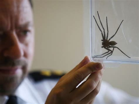 Giant House Spider Bite Uk at Roy Breeden blog