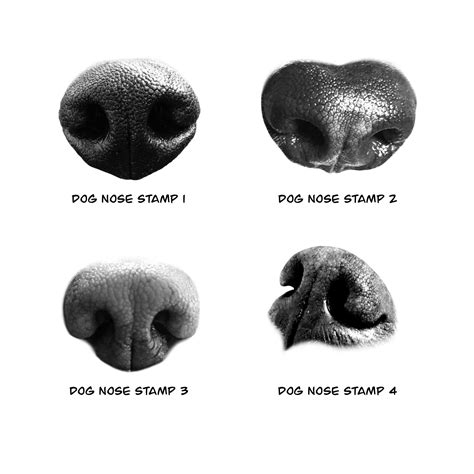 How To Make A Print Of Your Dog's Nose at Samuel Sargent blog