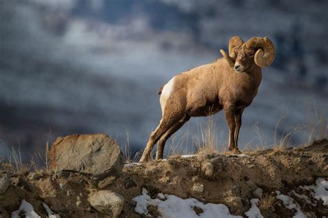 Chasing the Rut Pt 8 - Bighorn Sheep — Jared Lloyd Photography