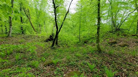 Image result for Relaxing Tree Sounds