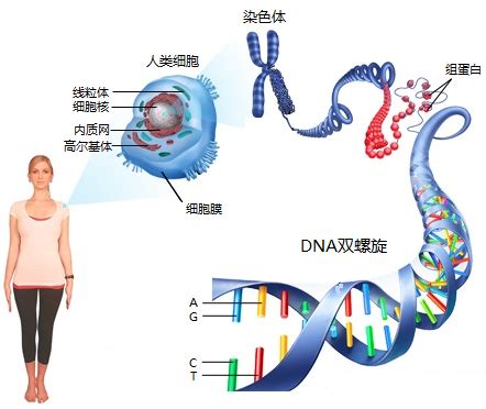 染色体 - 基因与疾病知识库 - 洛阳晶云信息科技有限公司