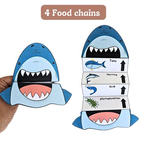 Food Chain Marine Foodchain, Arctic Foodchain, Grassland Foodchain and ...