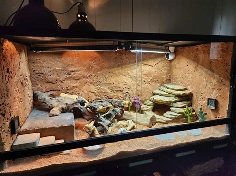 50 Best Bearded Dragon Enclosure Ideas - ThePetEnthusiast