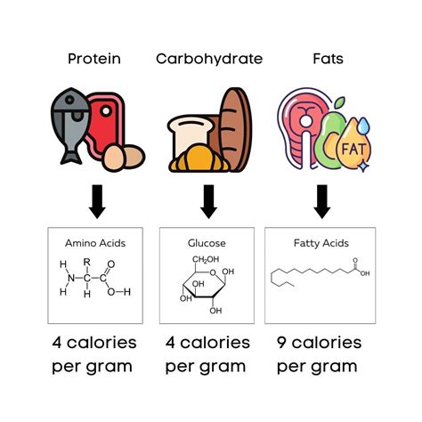 Macros For Lean Bulk: How to Gain Muscle Without Gaining Fat