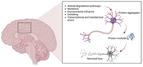 Molecular Investigations of Protein Aggregation in the Pathogenesis of Amyotrophic Lateral Sclerosis