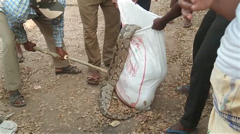 Killling a Python 的图像结果