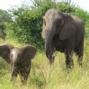 Elephant-with-baby_Credit_Michelle-Gadd_USFWS.jpg | FWS.gov