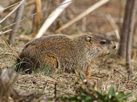 Do groundhogs hibernate? What to know about groundhogs for Groundhog ...