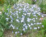 Лен однолетний (Linum grandiflorum ), садовые цветы
