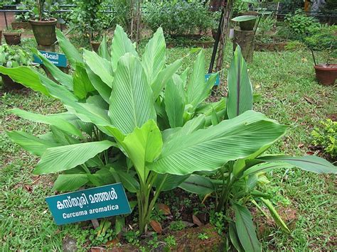 Kasthuri Manjal ( Curcuma aromatica ) Medicinal Plant – M-Tech Gardens