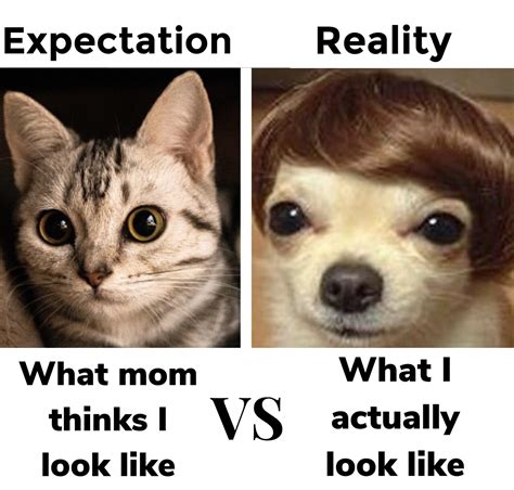 Expectations vs. Reality: 20 Hilarious Memes That Sum up Life's