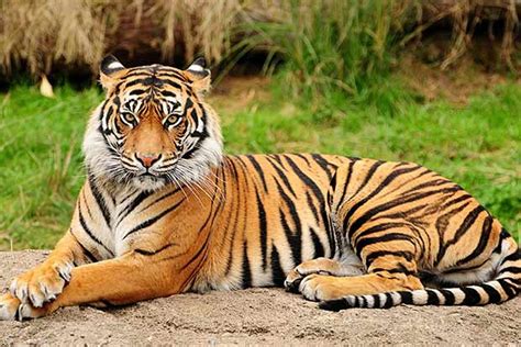 Neutrino Observatory project in TN gains momentum after Tiger authority ...